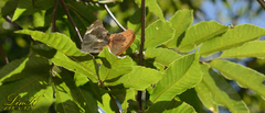 Argynnis sagana