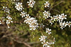 Leptospermum liversidgei