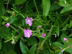 Epilobium tetragonum