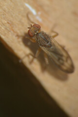 Sciomyzidae