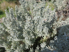 Atriplex cinerea