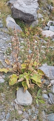 Stachydeae