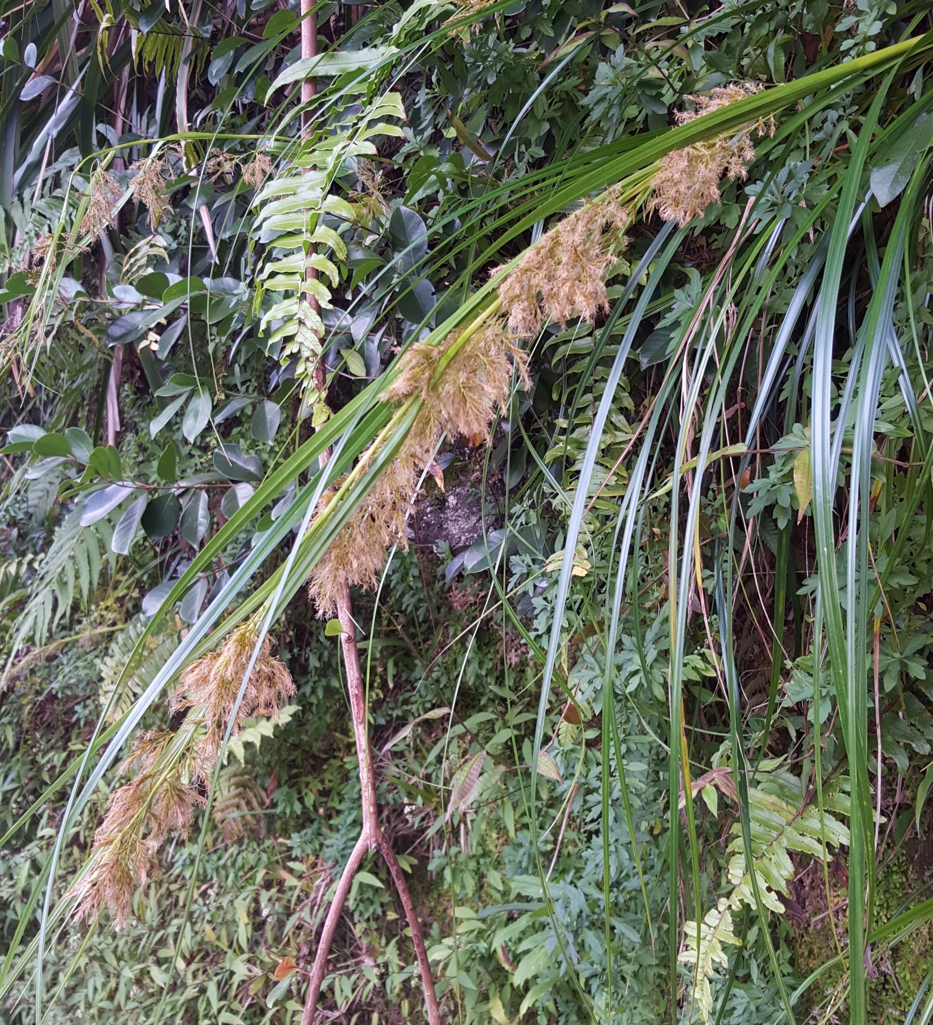 (c) François Rousseu, certains droits réservés (CC BY-NC) https://www.inaturalist.org/observations/132528310