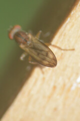 Sciomyzidae