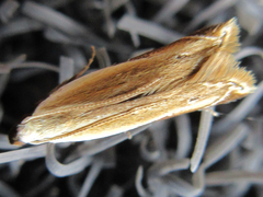 Mesophleps albilinella