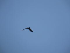 Pernis ptilorhynchus