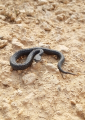 Vipera seoanei