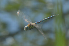 Aeshna mixta