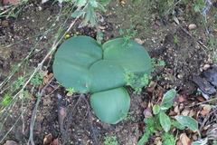 Haemanthus