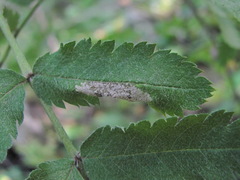 Phyllonorycter