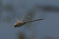 Aeshna mixta