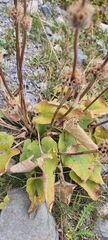 Stachydeae