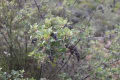 Searsia tomentosa