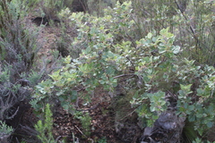 Searsia tomentosa