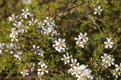 Leptospermum liversidgei