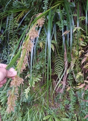 Carex ramosa