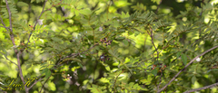 Zanthoxylum schinifolium