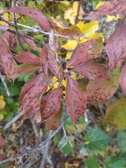 Cornus sanguinea australis