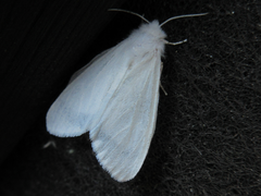 Hyphantria cunea