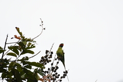 Psittacula longicauda