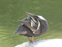 Anas platyrhynchos domesticus