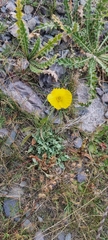 Papaver croceum