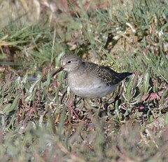 Calidris temminckii