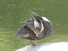 Anas platyrhynchos domesticus