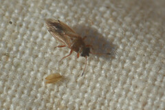 Cymus melanocephalus