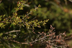 Leptospermum liversidgei