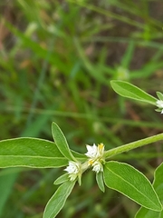 Alternanthera sessilis