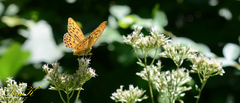 Argynnis sagana
