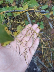 Asparagus verticillatus