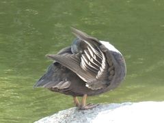 Anas platyrhynchos domesticus