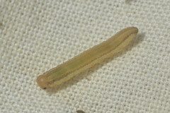 Symphyta