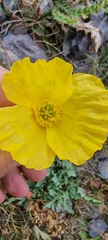 Papaver croceum