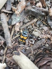 Nicrophorus vespillo
