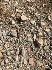 Ophisops elegans macrodactylus