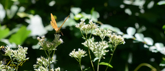 Argynnis sagana