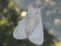 Hyphantria cunea