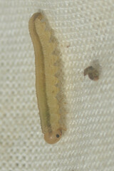 Symphyta