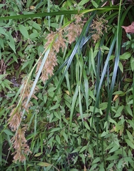 Carex ramosa