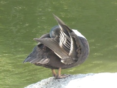 Anas platyrhynchos domesticus