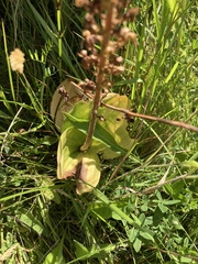 Neottia ovata