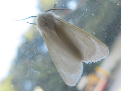 Hyphantria cunea