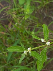 Alternanthera sessilis
