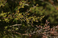 Leptospermum liversidgei
