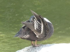 Anas platyrhynchos domesticus