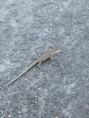 Podarcis muralis