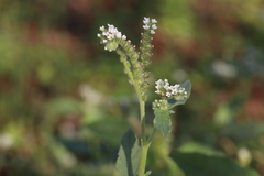 Heliotropium europaeum